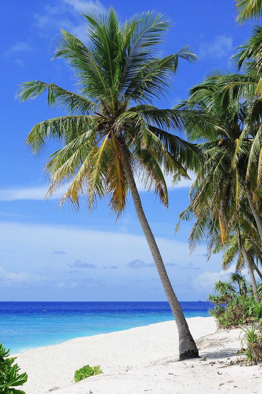 beach, palm trees, sea