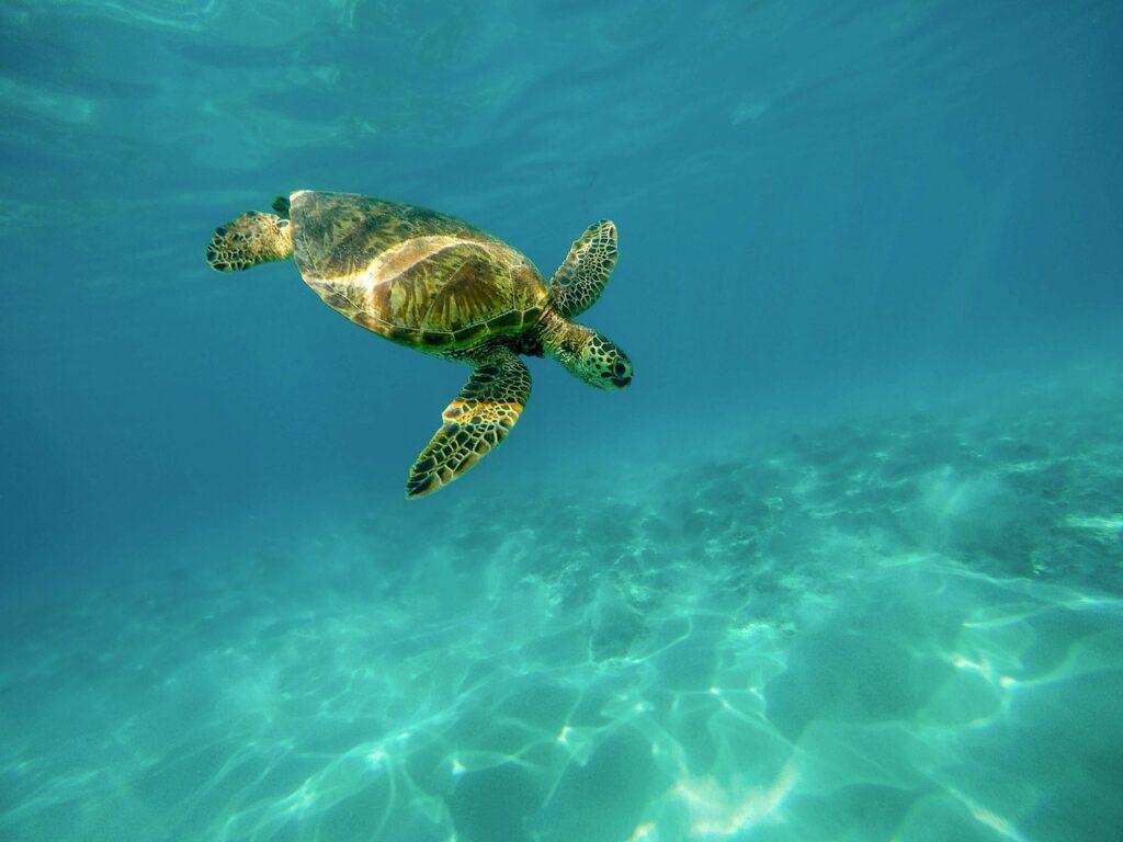 sea turtle, turtle, underwater
