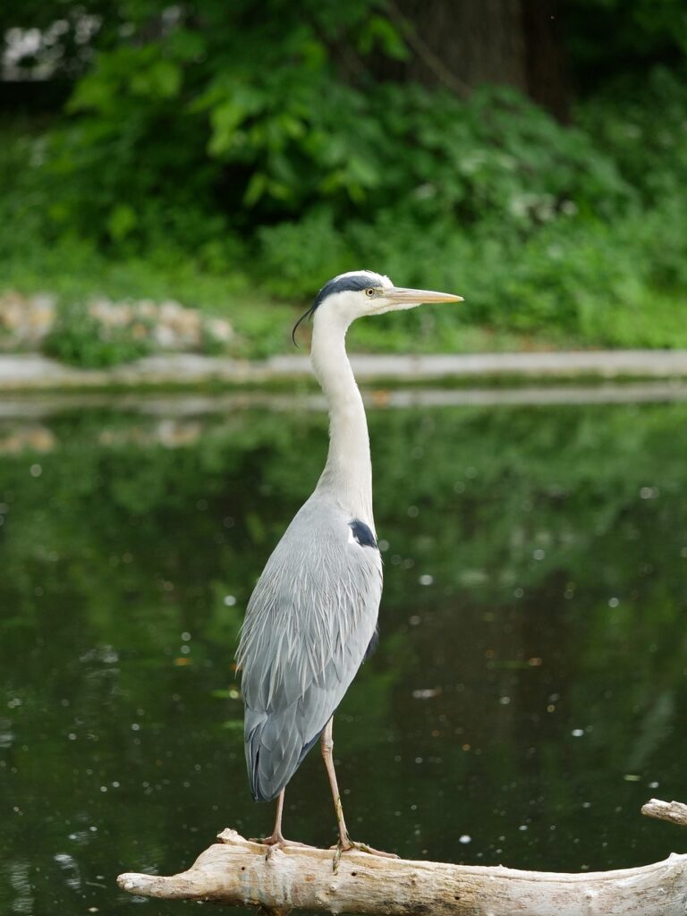 grey heron, graureiher, heron