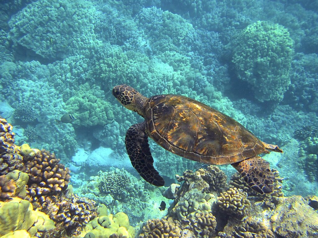sea turtle, hawaiian sea turtle, green sea turtle